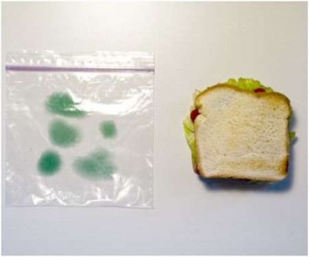 fake-mold-sandwich-bags-450x375.jpg