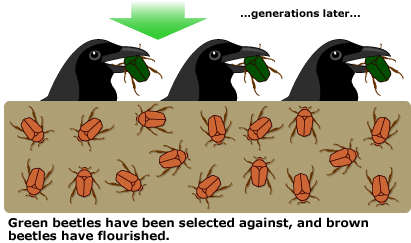 naturalselection3.gif