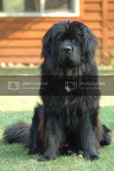 400px-Newfoundland_dog_Smoky.jpg