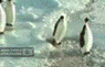 avatar_ani_075.gif