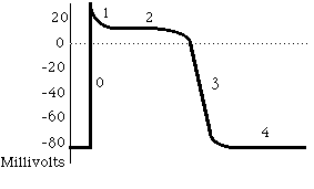 myocardactionpotential.gif