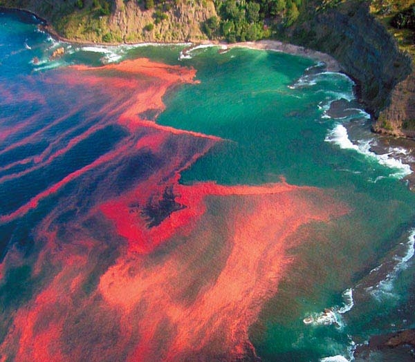 red_tide_genera.v3.jpg