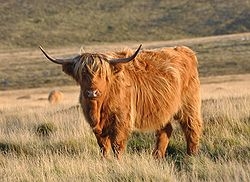 250px-Cow_on_Pupers.jpg