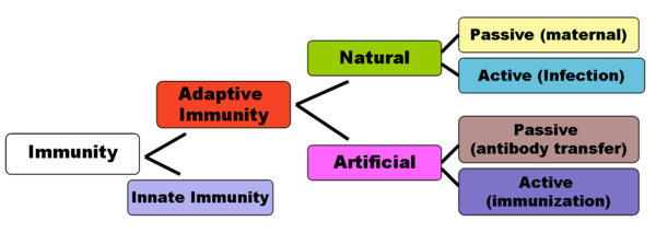 600px-Immunity.png