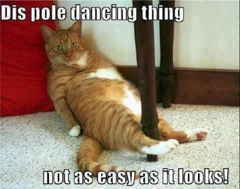 cat-pole-dance.jpg