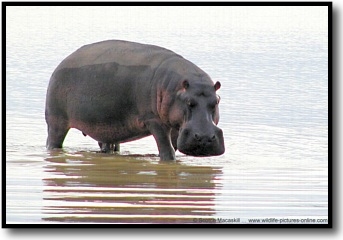 hippopotamus%20pictures.jpg
