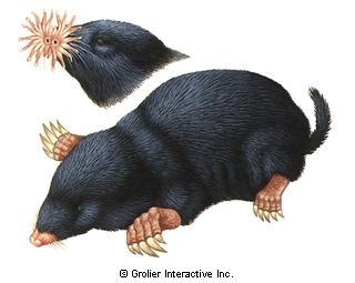 mole.jpg