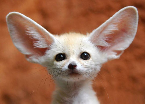 fennec-fox-02.jpg