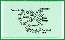 lungs3.gif