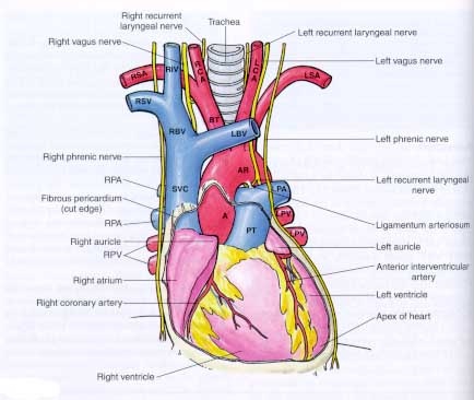 heart_of_the_matter_CA.jpg