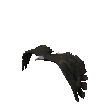 flyingeagle.gif
