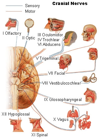 cranial_nerves.jpg