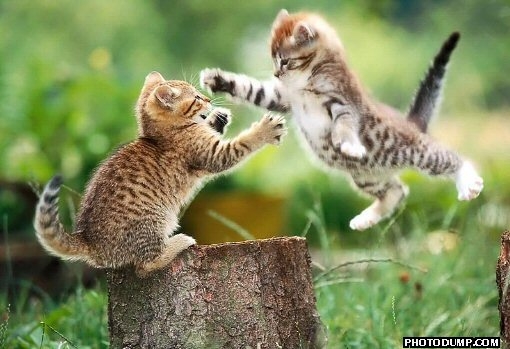 flying-cat-fight1.jpg