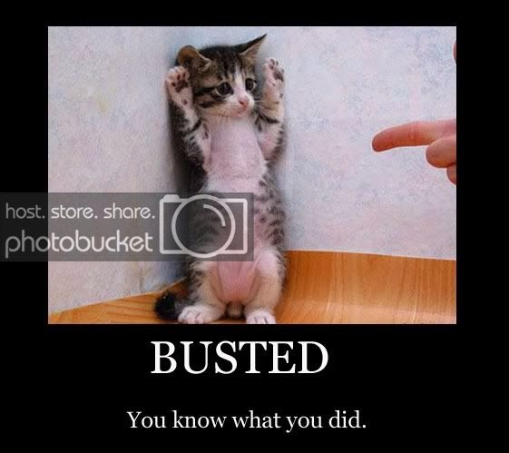 bustedcat.jpg