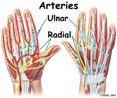 wrist_anatomy_arteries01.jpg