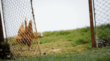 200.gif