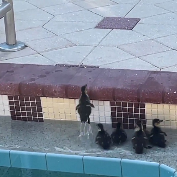 210421_gma_digital_ducklingspoolrescue_h