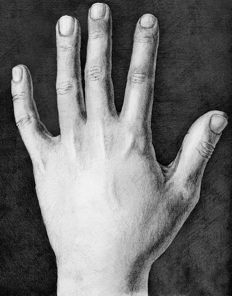 Dorsal Hand Study