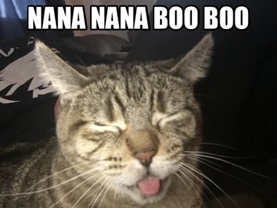 cat-meme.jpg.2f5d5cf8714fc04488cddb50e0fc0ac1.jpg