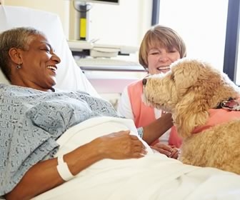 Fur Ball Therapy: Nurses Need it Too