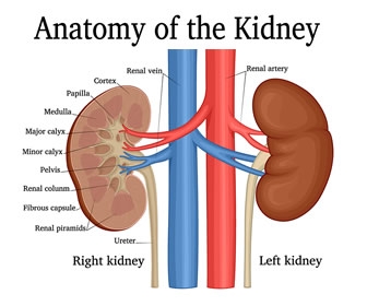 Kidney Care Presidential Order