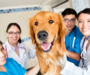Who Let the Dogs Out in Nursing?