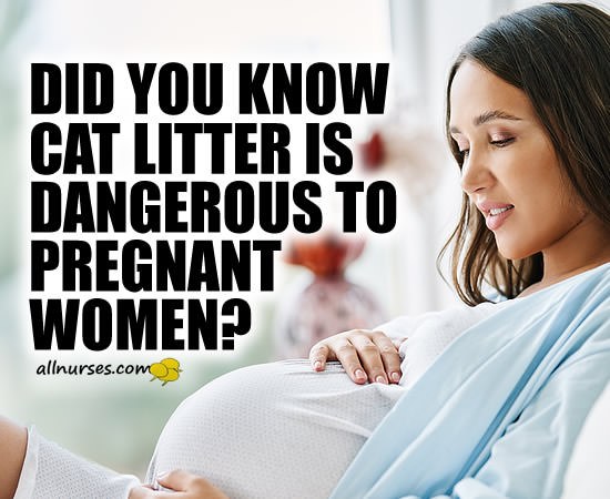 Pregnancy and Cats: The 411 on Toxoplasmosis