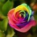 Rose_Queen's Community Avatar