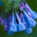 BluebellRN
