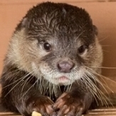 riverotter