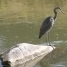 heron
