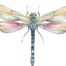 Dragonfly.RN