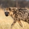 HungryHyena
