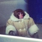Ikea Monkey