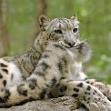 SnowLeopardTail
