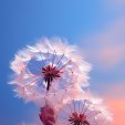 pink_dandelions